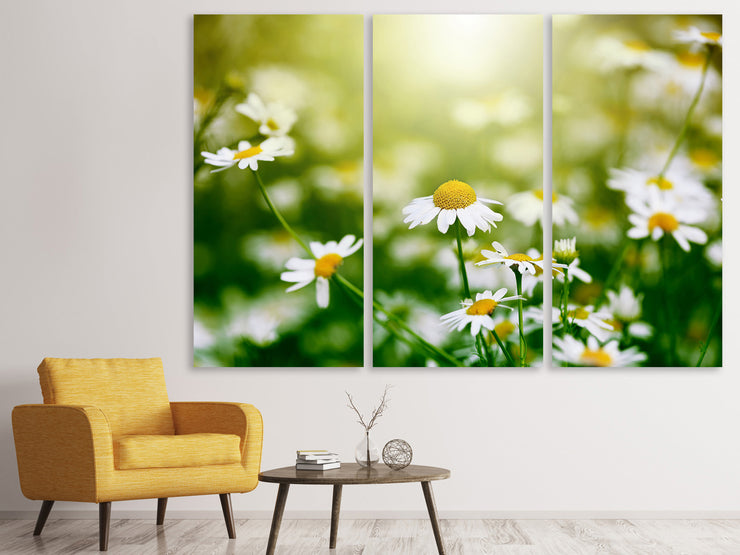 3 darab Vászonképek The Daisy