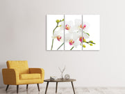 3 darab Vászonképek Orchids Love