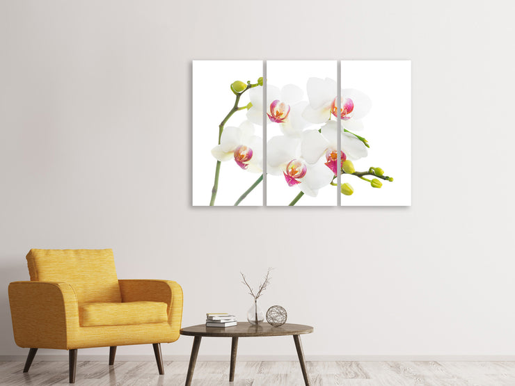 3 darab Vászonképek Orchids Love
