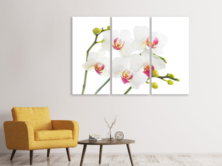 3 darab Vászonképek Orchids Love