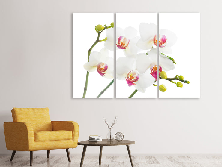 3 darab Vászonképek Orchids Love