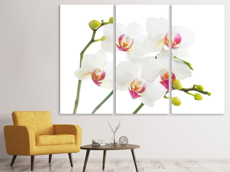 3 darab Vászonképek Orchids Love