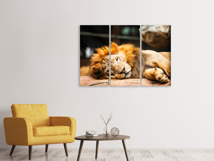 3 darab Vászonképek Relaxed Lion