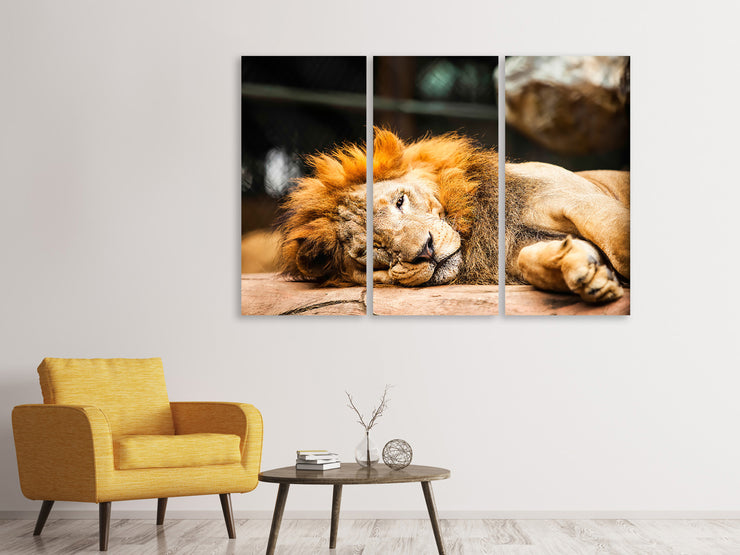 3 darab Vászonképek Relaxed Lion
