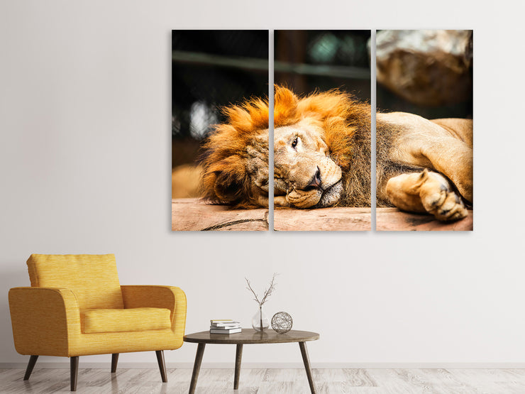3 darab Vászonképek Relaxed Lion