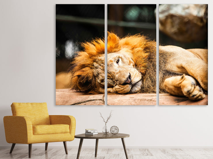 3 darab Vászonképek Relaxed Lion