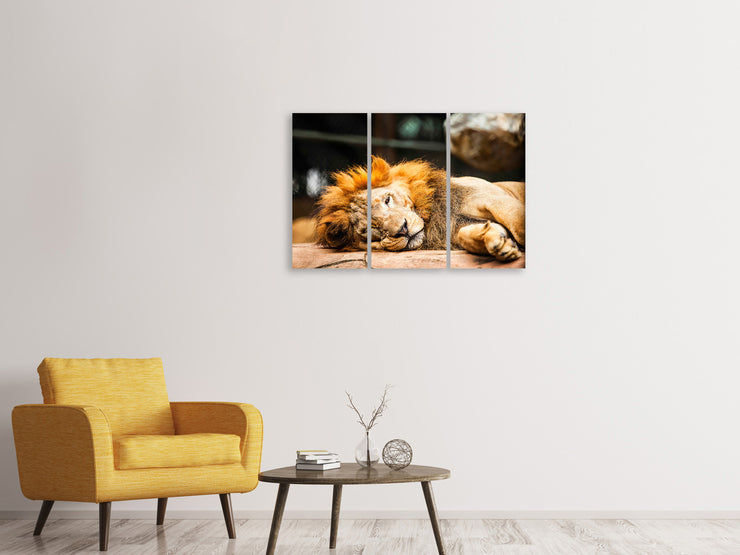 3 darab Vászonképek Relaxed Lion