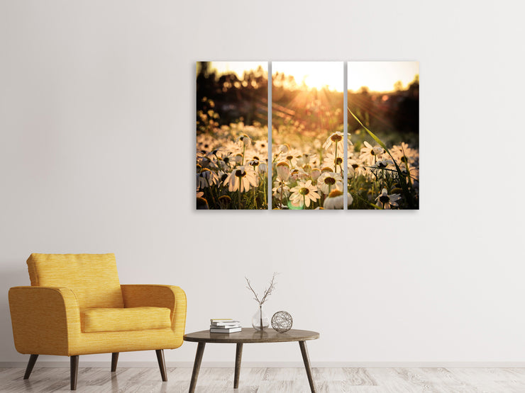 3 darab Vászonképek Daisies At Sunset