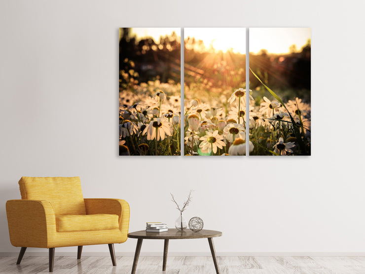 3 darab Vászonképek Daisies At Sunset