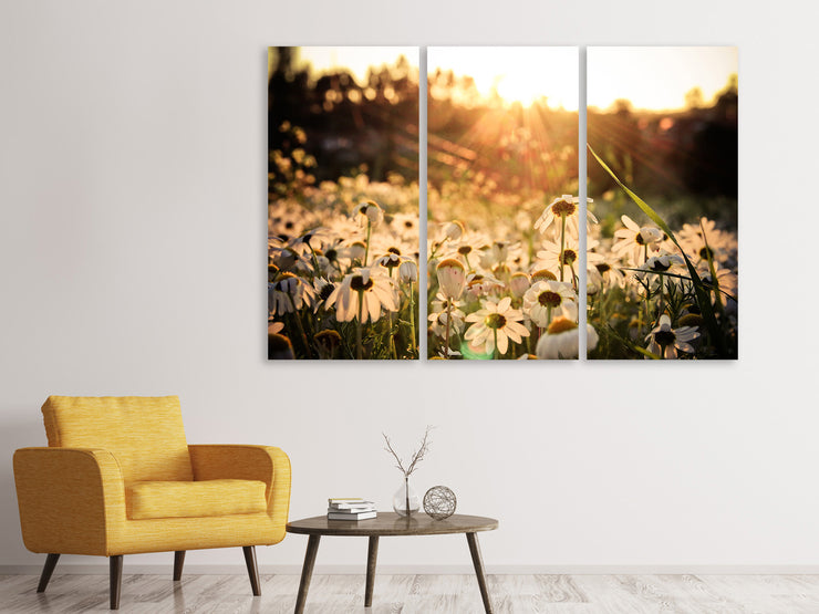 3 darab Vászonképek Daisies At Sunset