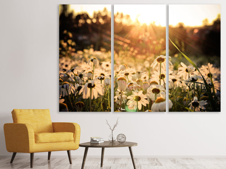 3 darab Vászonképek Daisies At Sunset