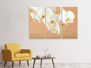 3 darab Vászonképek White Orchid Flowers