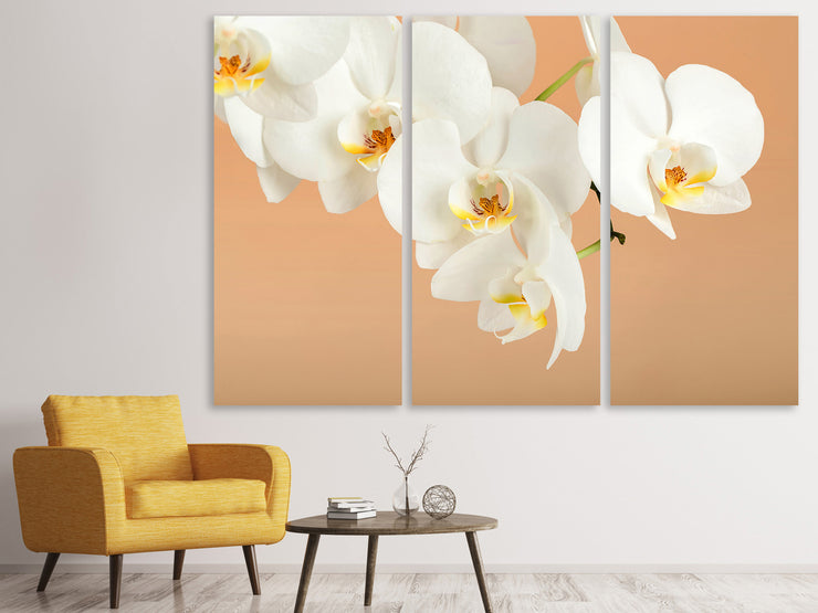 3 darab Vászonképek White Orchid Flowers