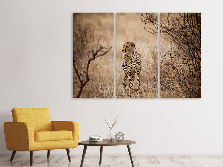 3 darab Vászonképek Elegant Cheetah