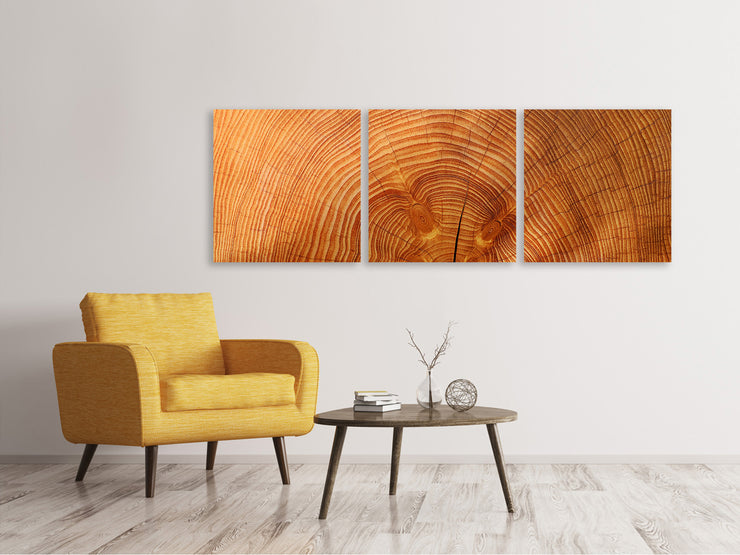 3 darab Vászonképek Panoramic tree rings