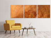 3 darab Vászonképek Panoramic tree rings