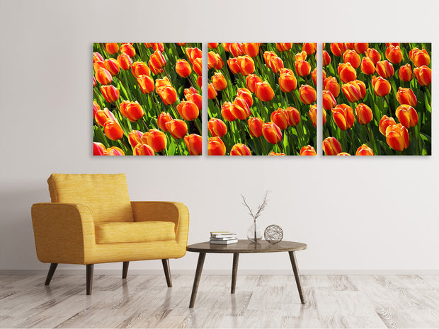 3 darab Vászonképek Panoramic Tulip field in orange