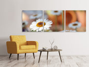 3 darab Vászonképek Panoramic Daisies XL