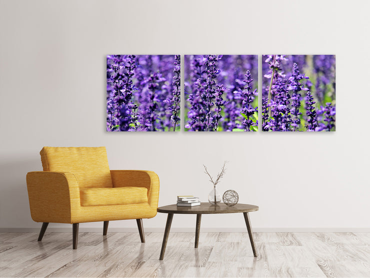 3 darab Vászonképek Panoramic XL lavender