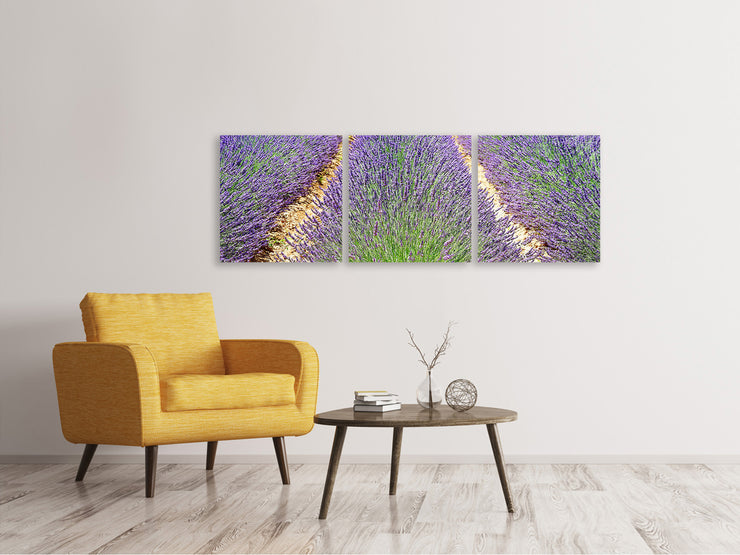 3 darab Vászonképek Panoramic The lavender field