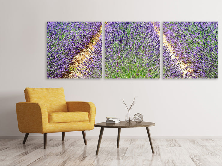 3 darab Vászonképek Panoramic The lavender field