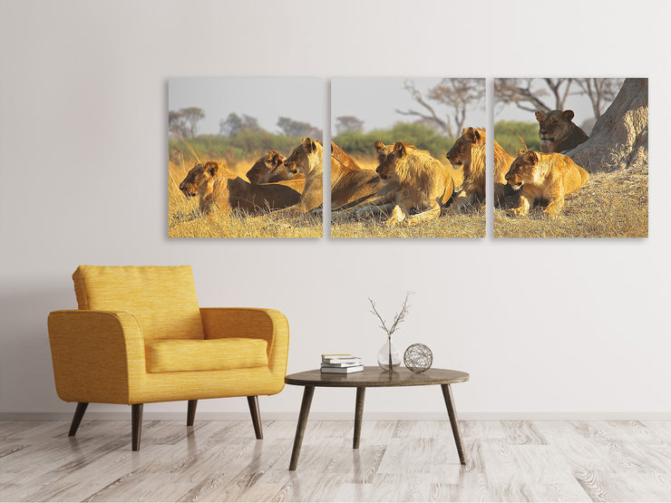 3 darab Vászonképek Panoramic Lion family