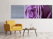 3 darab Vászonképek Panoramic Rose in purple XXL