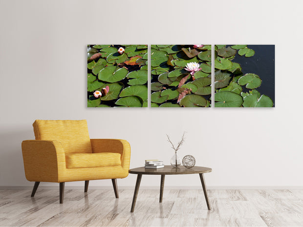 3 darab Vászonképek Panoramic White water lilies in the pond