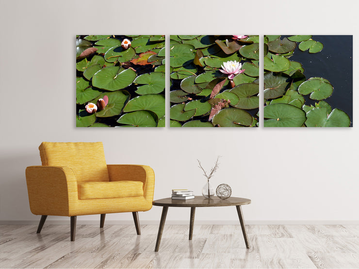 3 darab Vászonképek Panoramic White water lilies in the pond