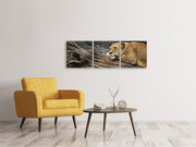 3 darab Vászonképek Panoramic Dreaming lioness