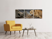 3 darab Vászonképek Panoramic Dreaming lioness