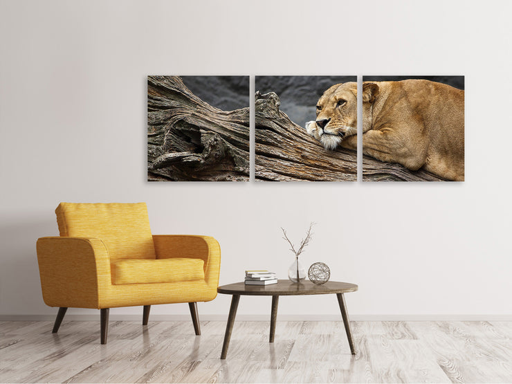 3 darab Vászonképek Panoramic Dreaming lioness