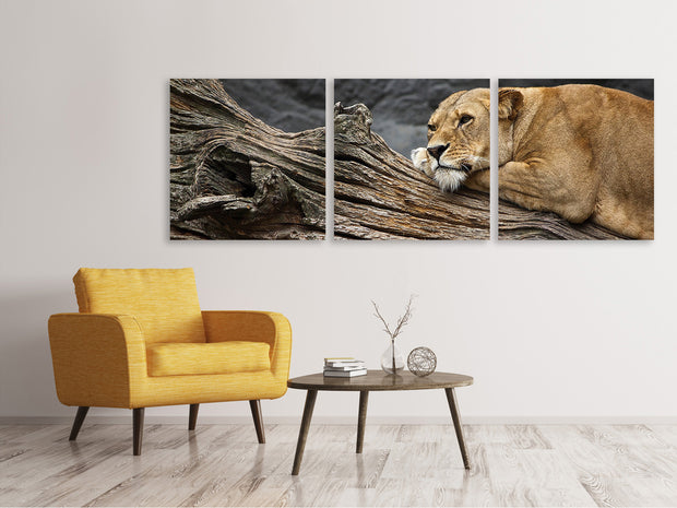 3 darab Vászonképek Panoramic Dreaming lioness