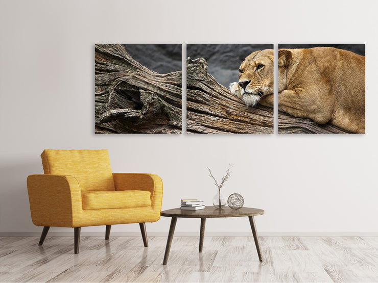 3 darab Vászonképek Panoramic Dreaming lioness