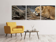 3 darab Vászonképek Panoramic Dreaming lioness