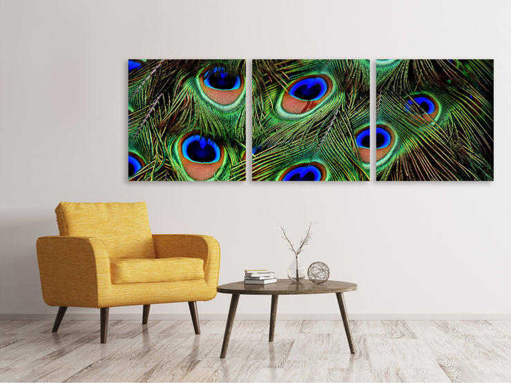 3 darab Vászonképek Panoramic Peacock feathers XXL