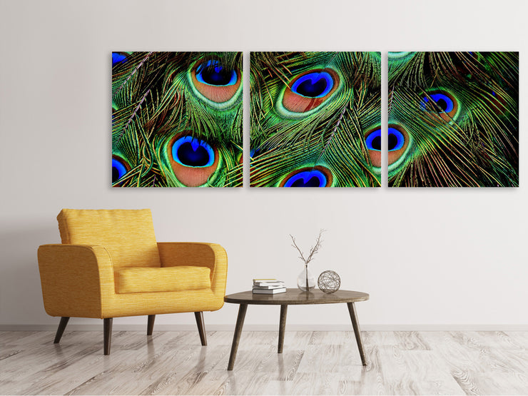 3 darab Vászonképek Panoramic Peacock feathers XXL