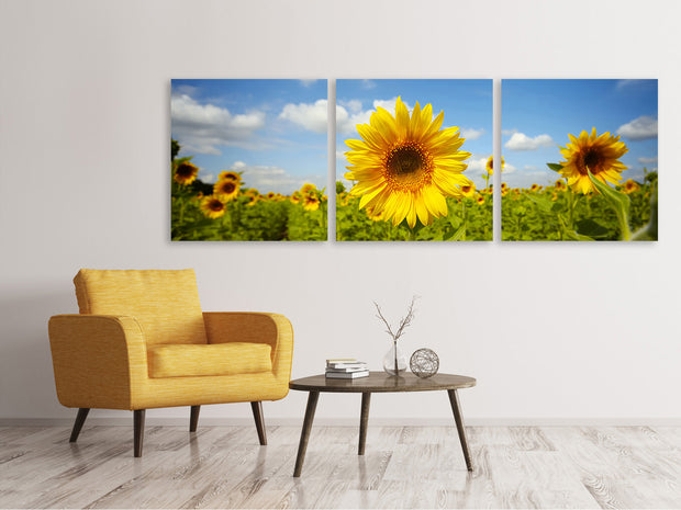 3 darab Vászonképek Panoramic Summer Sunflowers