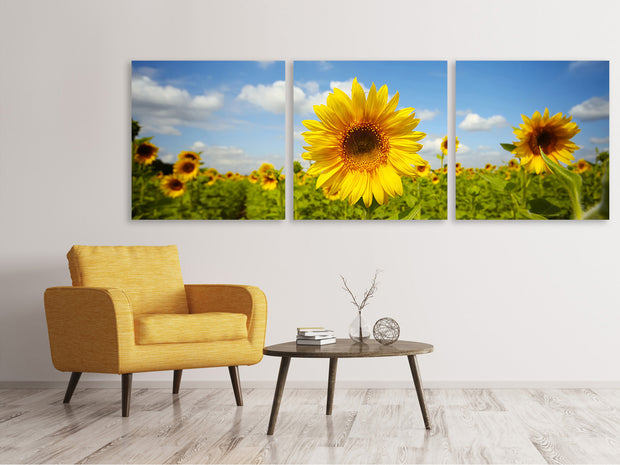 3 darab Vászonképek Panoramic Summer Sunflowers