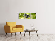 3 darab Vászonképek Panoramic Papilio Butterfly XXL