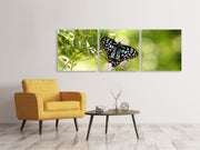 3 darab Vászonképek Panoramic Papilio Butterfly XXL