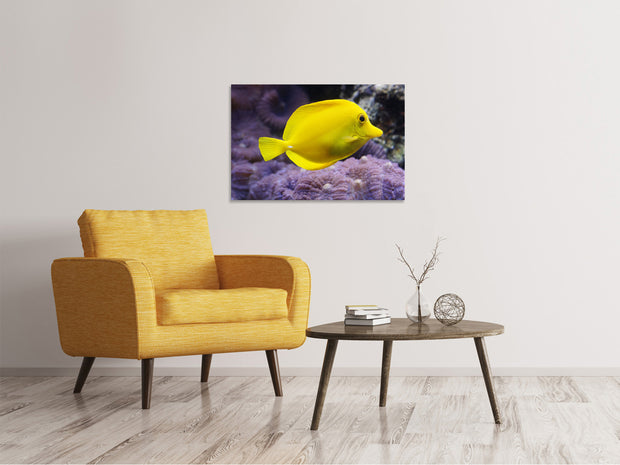Vászonképek The lemon-doctor fish