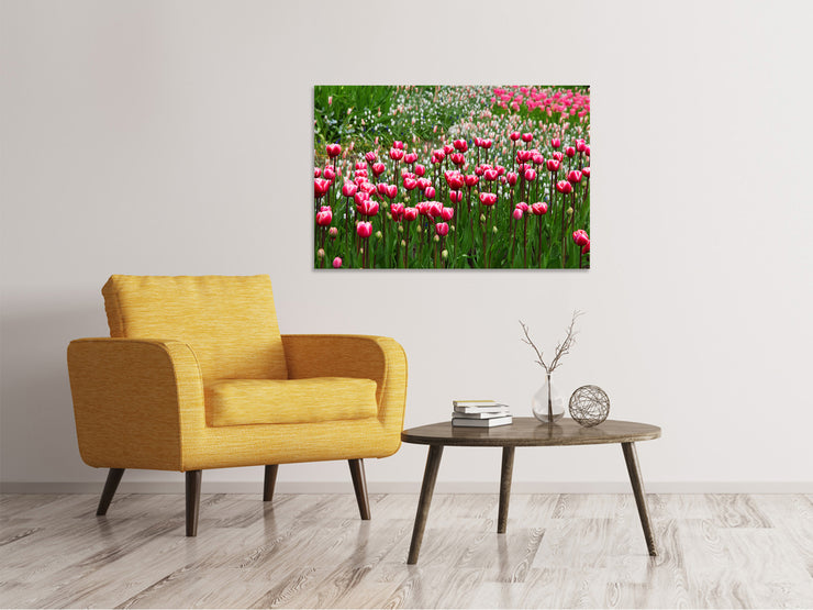 Vászonképek Wild tulip field