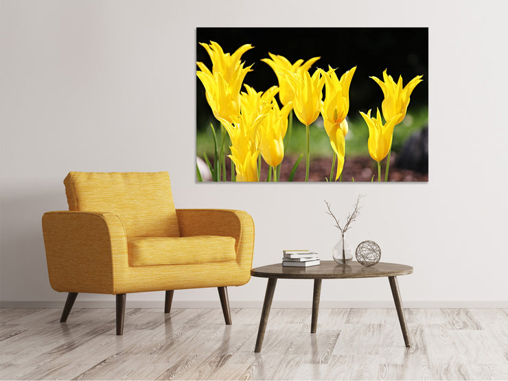Vászonképek Yellow tulips in the nature