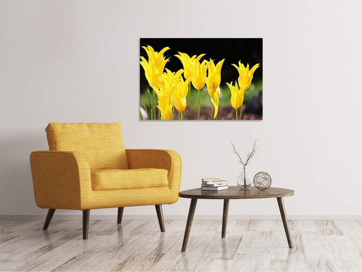 Vászonképek Yellow tulips in the nature