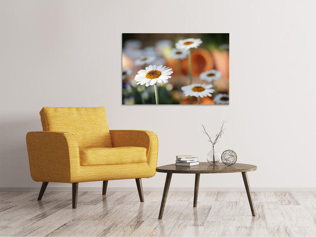 Vászonképek Daisies XL