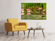 Vászonképek Wild water lilies