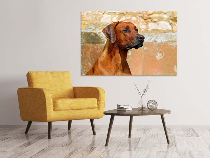 Vászonképek Watchful Rhodesian Ridgeback