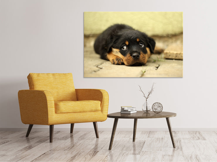 Vászonképek Sweet Rottweiler puppy