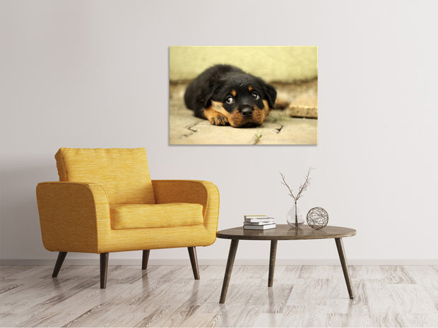 Vászonképek Sweet Rottweiler puppy